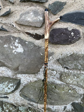 Load image into Gallery viewer, Hazel Wood Antler Handle Wading Staff Stick