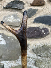 Load image into Gallery viewer, Hazel Wood Antler Handle Wading Staff Stick