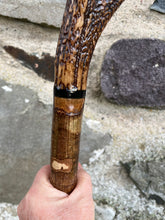 Load image into Gallery viewer, Hazel Wood Thumbstick with Antler Handle (P)