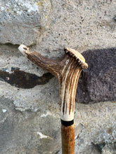Load image into Gallery viewer, Hazel wood antler handled, handmade wooden walking sticks thumbsticks hiking sticks by Helen Elizabeth Studios