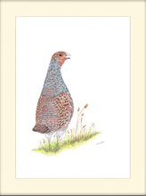 Load image into Gallery viewer, English Partridge signed limited edition giclee print by Helen Elizabeth