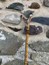 Load image into Gallery viewer, Hazel wood antler handled, handmade wooden walking sticks thumbsticks hiking sticks by Helen Elizabeth Studios