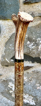Load image into Gallery viewer, Hazel Wood Walking Stick with Antler Whistle Crown Handle (I)