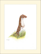 Load image into Gallery viewer, Weasel =- signed limited edition giclee priunt by Helen Elizabeth