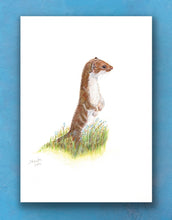 Load image into Gallery viewer, Weasel =- signed limited edition giclee priunt by Helen Elizabeth