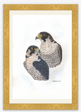 Load image into Gallery viewer, Peregrine Falcon signed limited giclee print Helen Elizabeth
