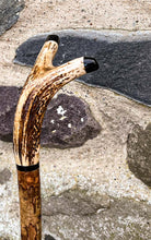 Load image into Gallery viewer, Hazel wood antler handled, handmade wooden walking sticks thumbsticks hiking sticks by Helen Elizabeth Studios
antler stag horn thumbstick walking stick by Helen Elizaabeth Studios