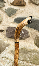 Load image into Gallery viewer, Hazel wood antler handled, handmade wooden walking sticks thumbsticks hiking sticks by Helen Elizabeth Studios
antler stag horn thumbstick walking stick by Helen Elizaabeth Studios