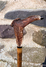 Load image into Gallery viewer, Products Hazel Wood Walking Stick with Antler Crown Handle -Helen Elizabeth Studios