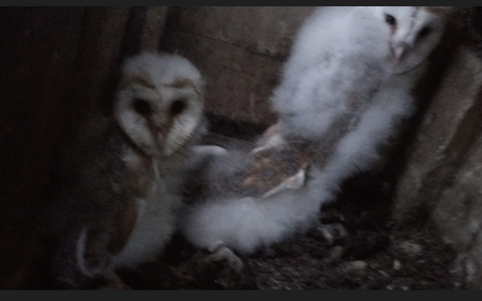 Saving the Barn Owls