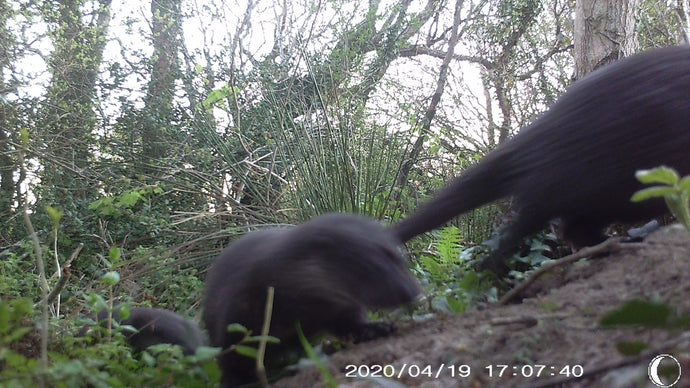 Otters by the River