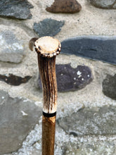 Load image into Gallery viewer, Hazel Wood Walking Stick with Antler Crown Handle (EE)
