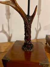 Load image into Gallery viewer, A Pair of Rustic Roe Deer Stag Antler Candlestick Holders  - Pair (#8)
