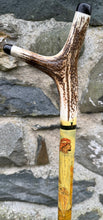 Load image into Gallery viewer, Falcon on Glove Desert Scene with Saluki Dog  - Antler handled Hazel Country Thumbstick/hiking/walking stick by Helen Elizabeth
