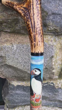 Load and play video in Gallery viewer, Puffins on The Cliff - Hand Painted Hazel Thumbstick with Antler Handle
