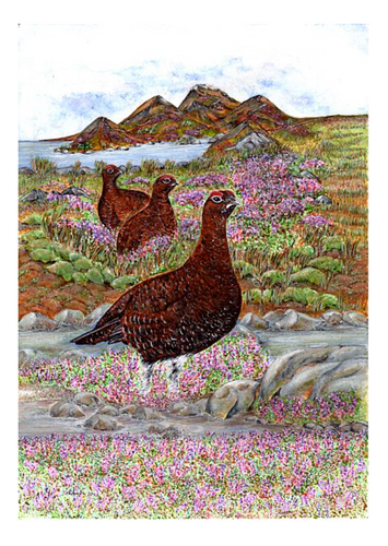 Red Grouse Fine art giclee print by Helen Elizabeth