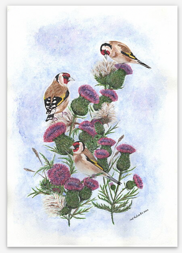 Goldfinch on Thistle Limited giclee print Helen Elizabeth