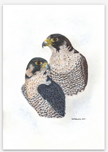 Load image into Gallery viewer, Peregrine Falcon signed limited giclee print Helen Elizabeth
